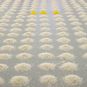 Colour Yellow - Wolfgang Laib – Pollen and Turmeric Rice